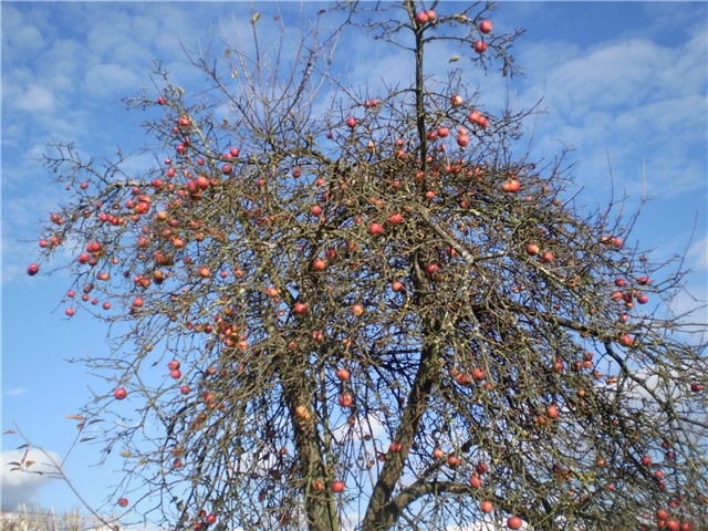 jabuka